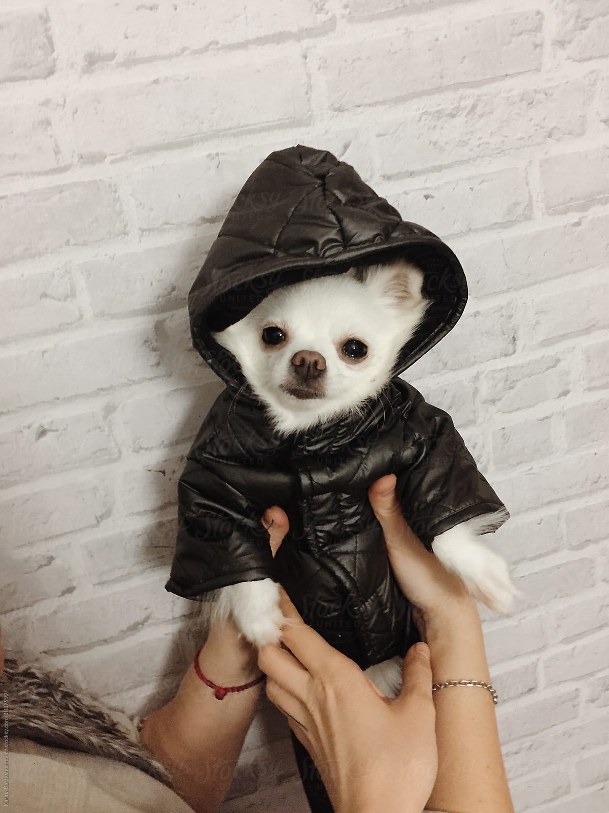 little white dog in a jacket