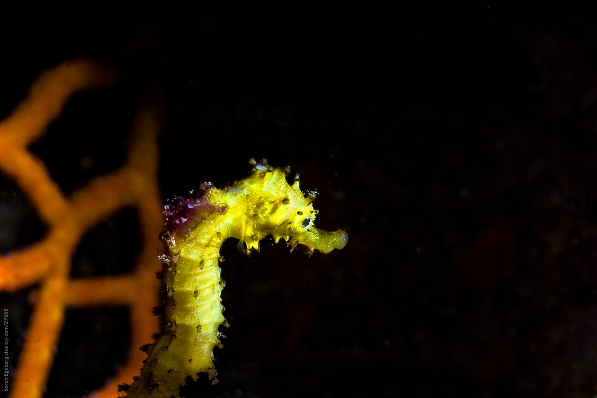 Yellow Tigertail Sea horse swimming on the coral reef underwater in Indoniesia
