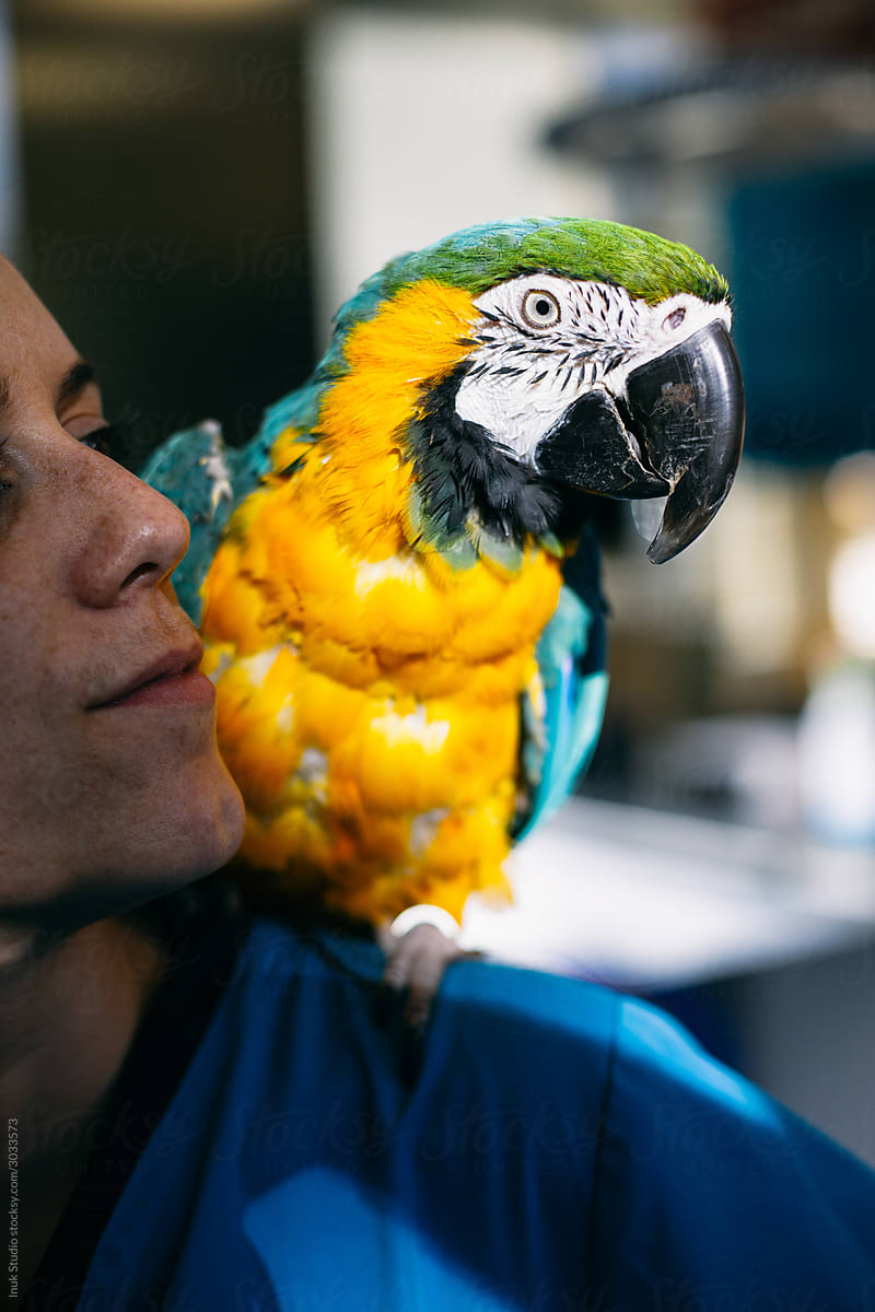 Parrot sitting on shoulder of vet
