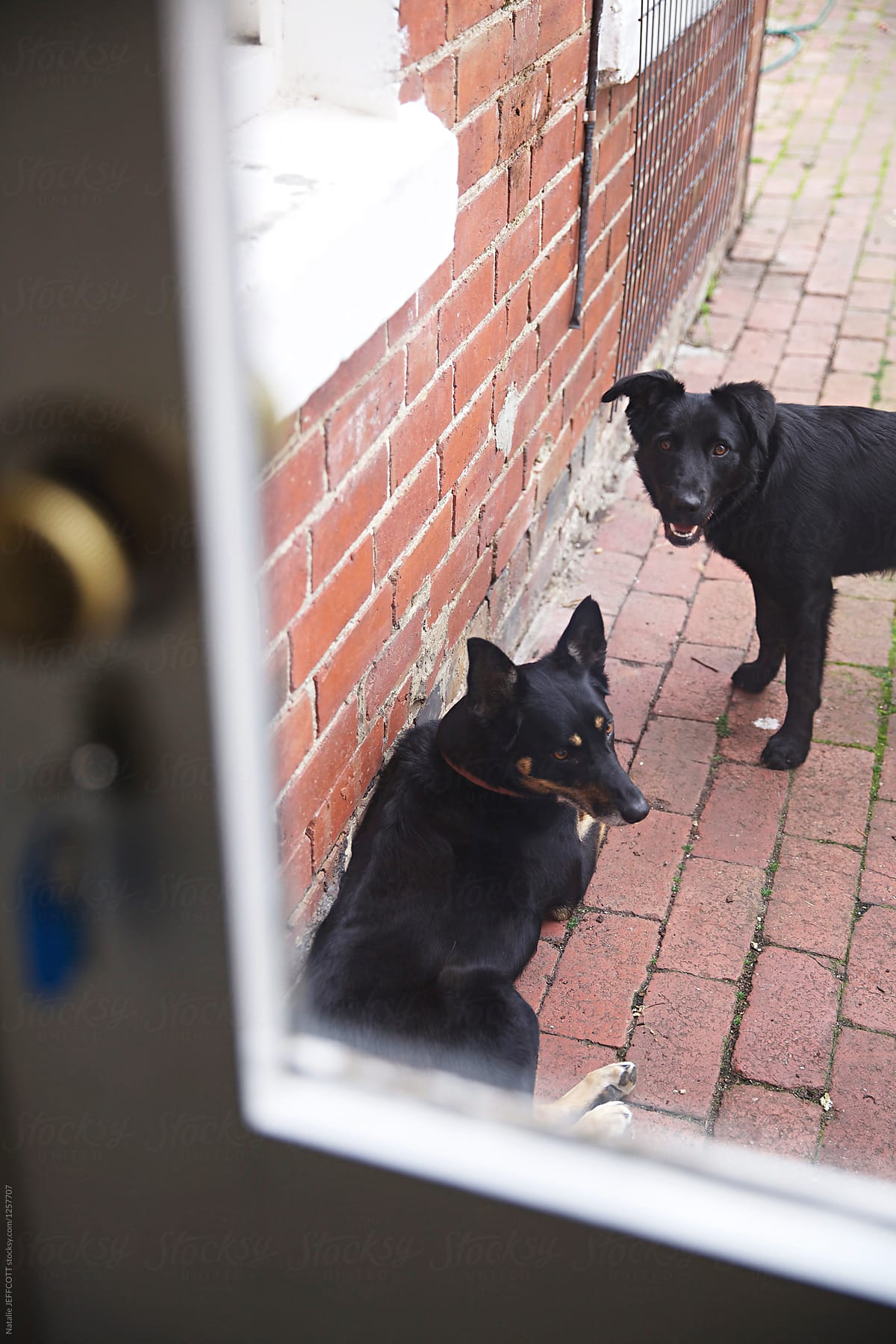 2 Pet dogs waiting at back door to come inside