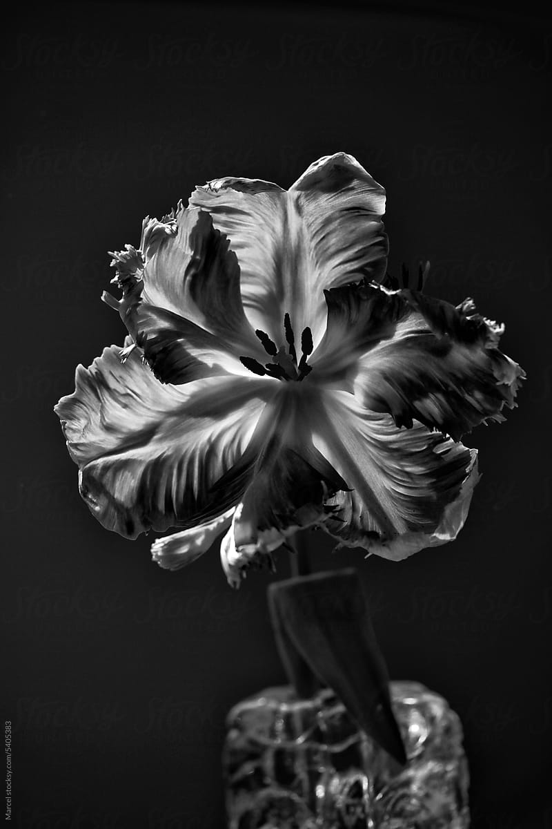Open tulip flower in vase
