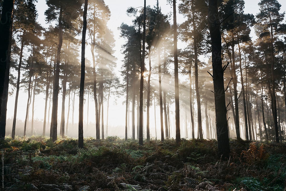 Sunlight burning through mist in a dense woodland. Thetford Forest, Norfolk, UK.