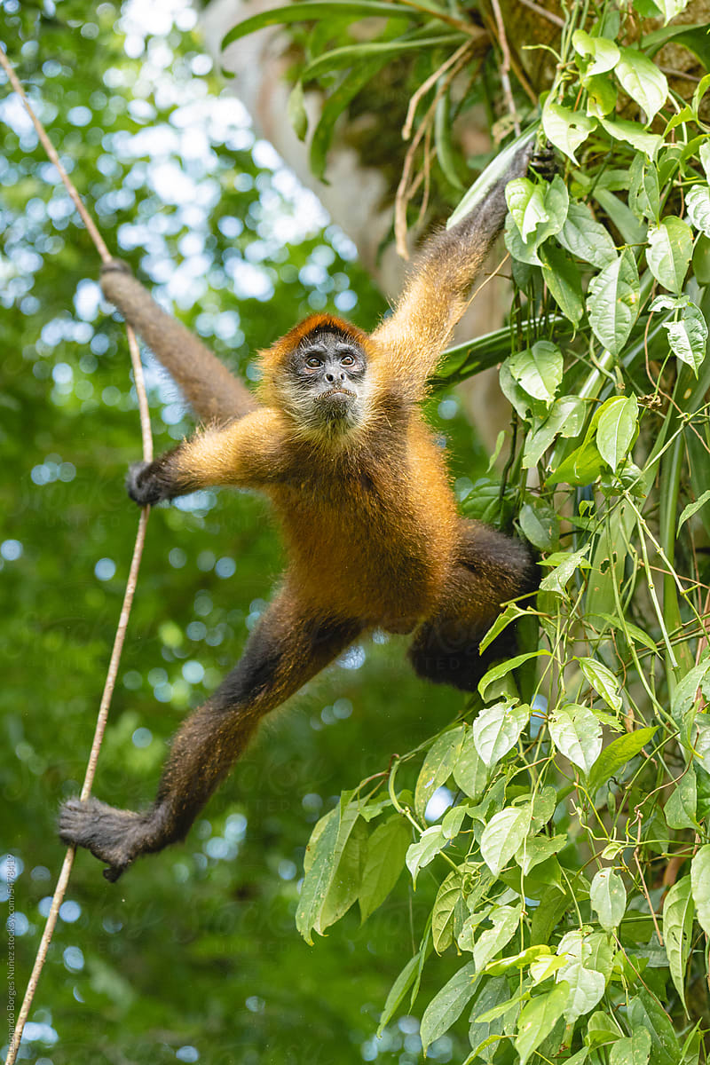 Vertical image of a spider monkey