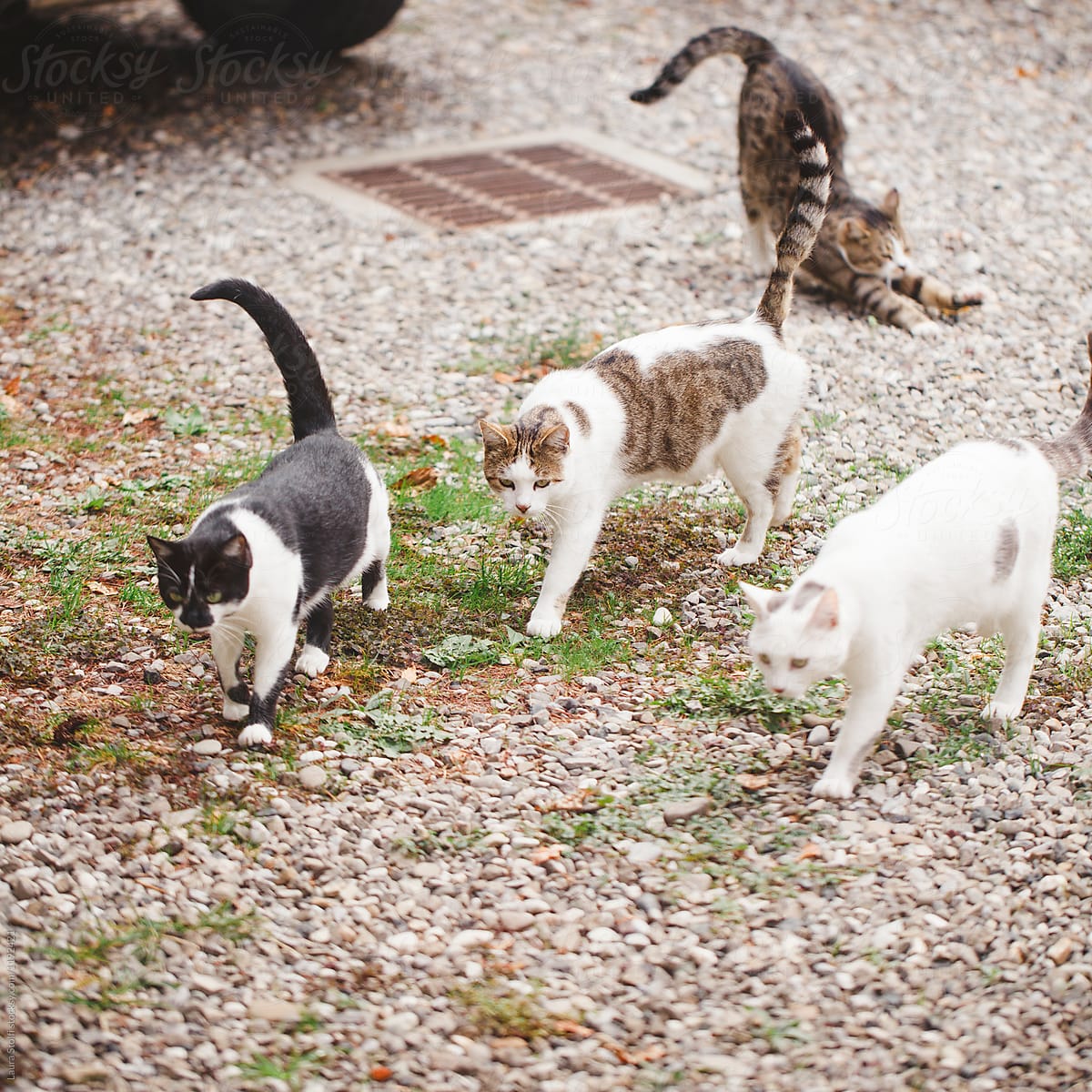 Group of cats walking together in garden