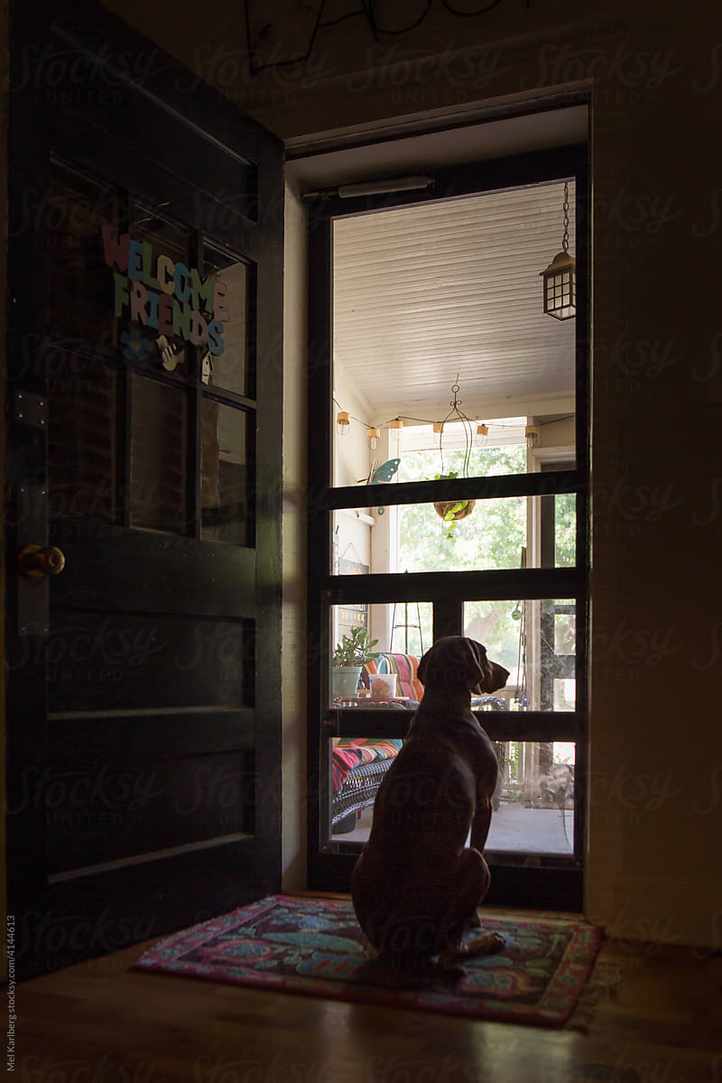 Dog at front door
