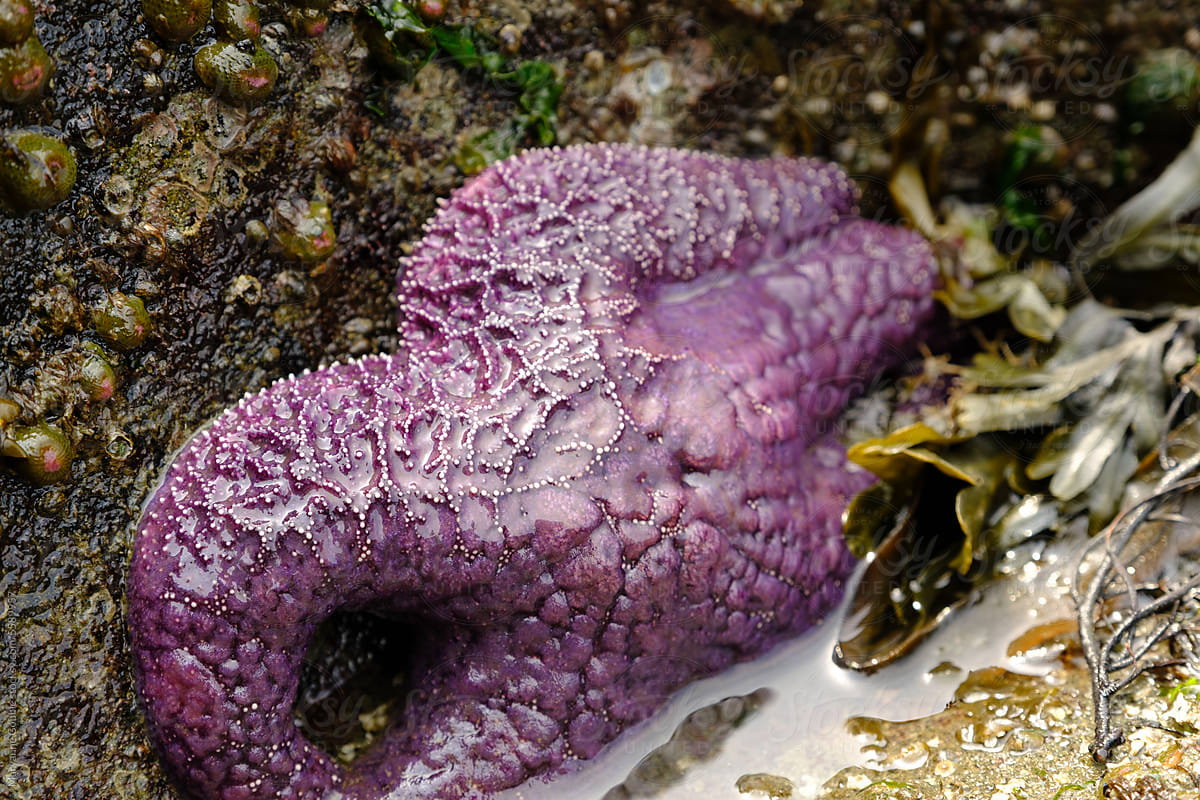 Purple Starfish in Tide pool