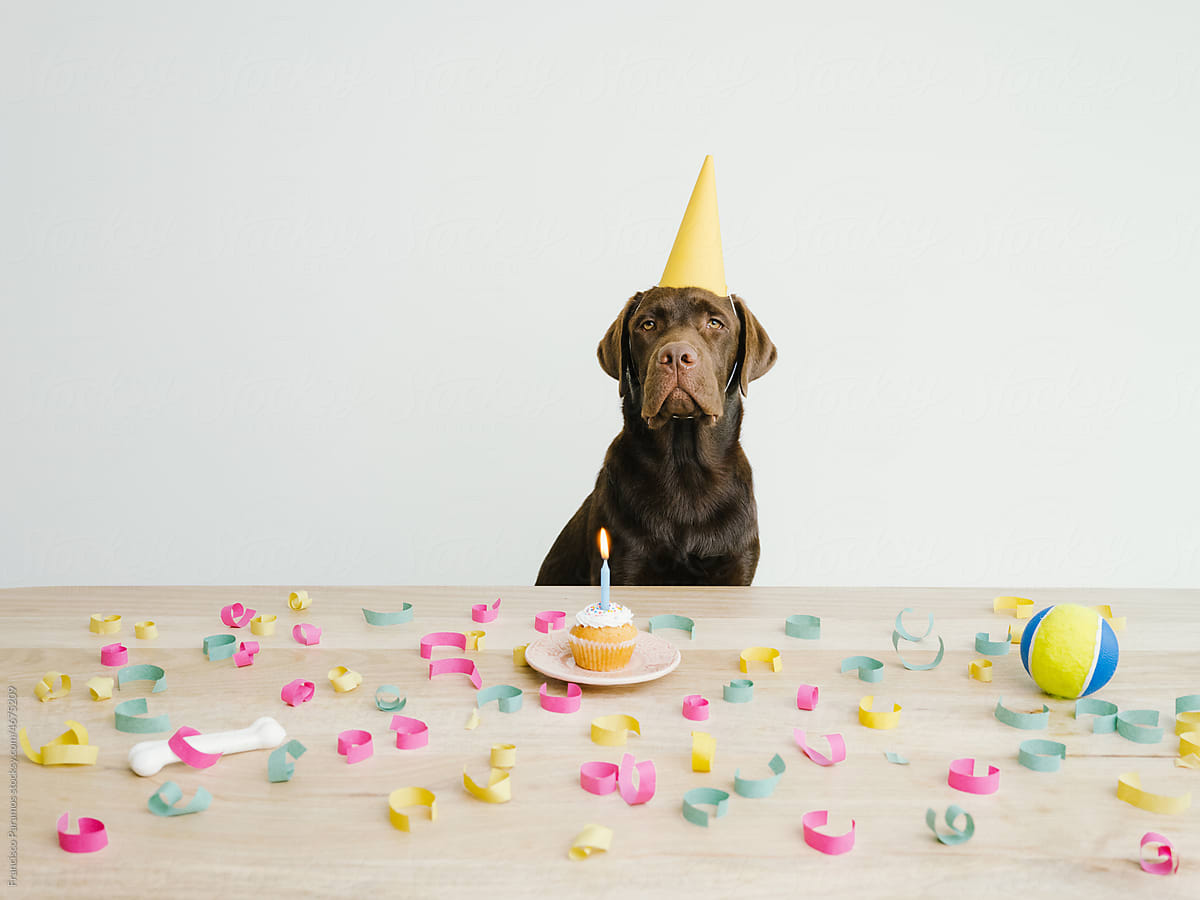 Dog having a Birthday Party with cake