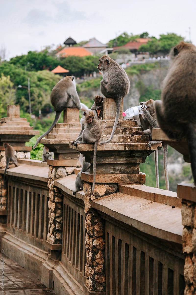 Monkeys in asian nature park.