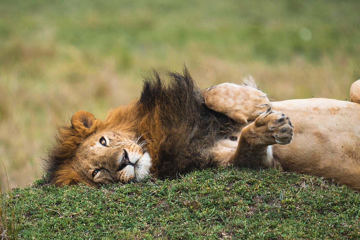 Wild lion resting on grass