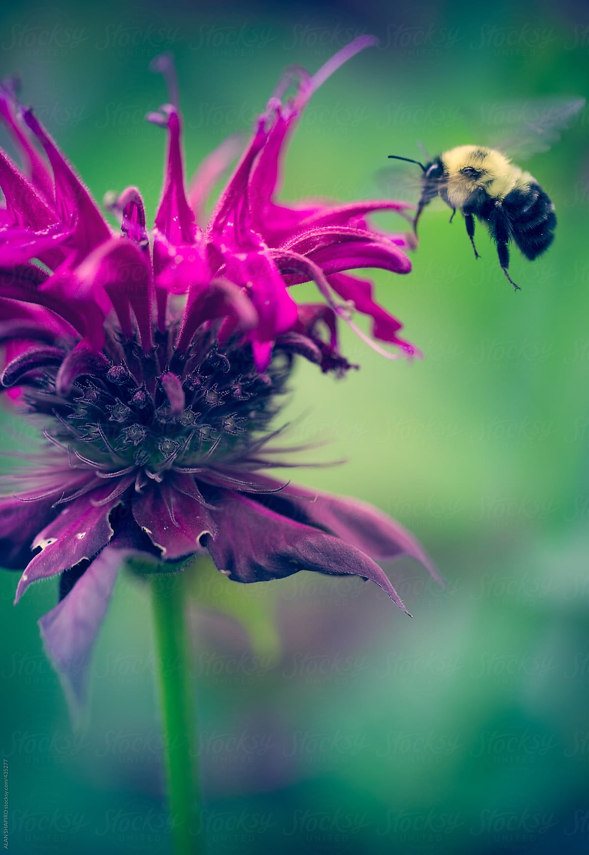 Bee Calm and Bee Balm