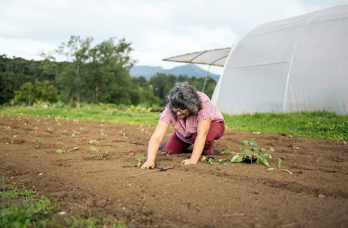 Farmer woman growing plants on the farm