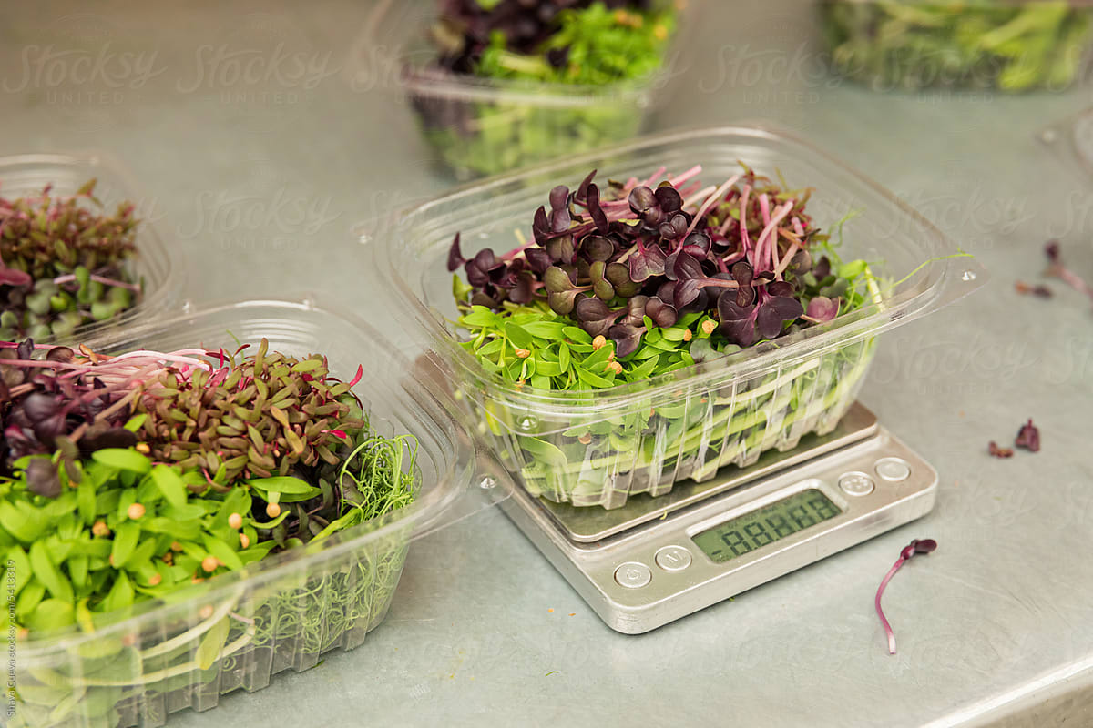A mix sprouts microgreen containers on a food scale