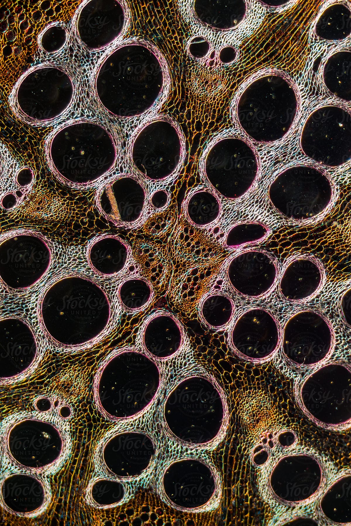 Cells of plant, Cucurbita stem