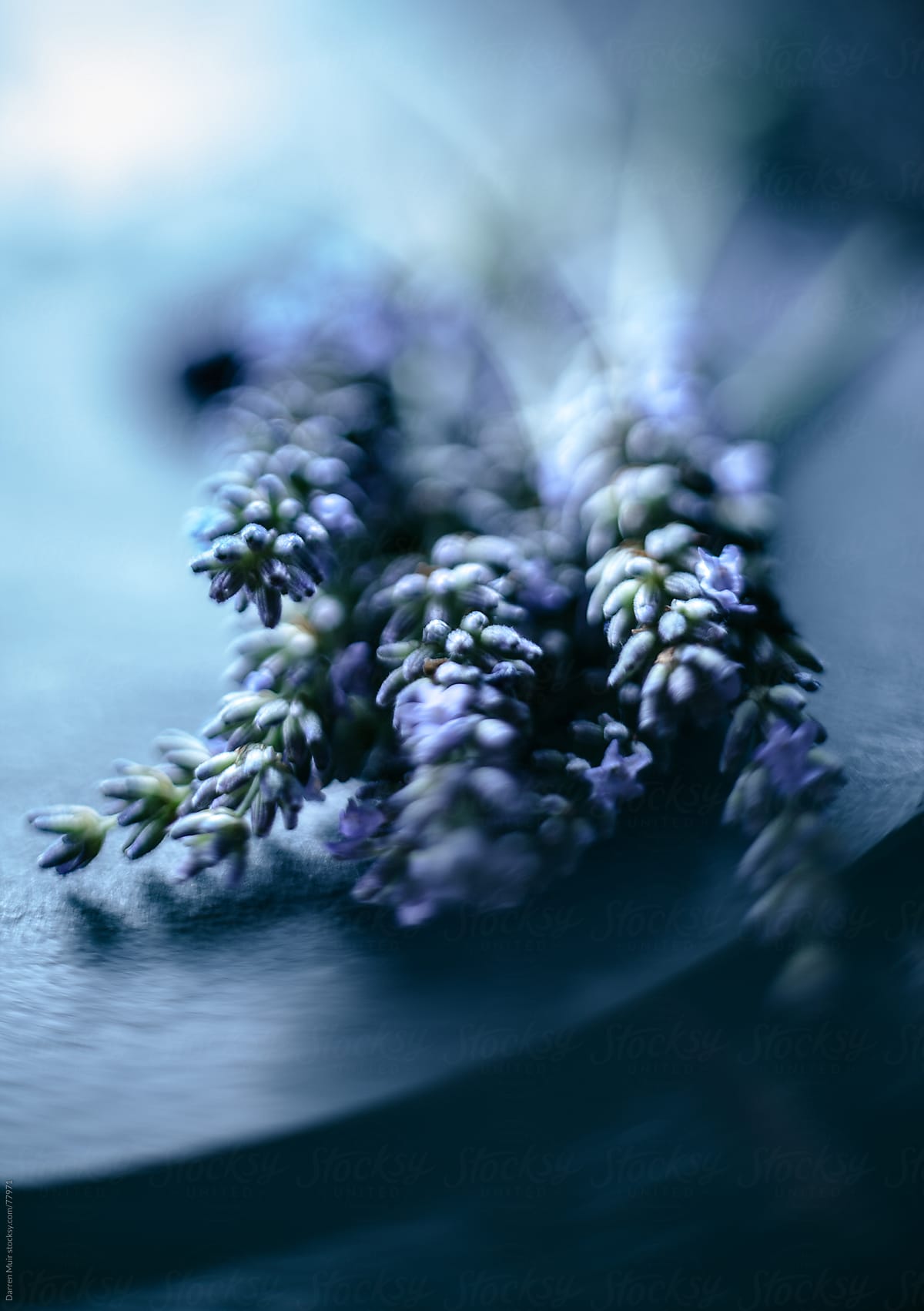 English lavender.