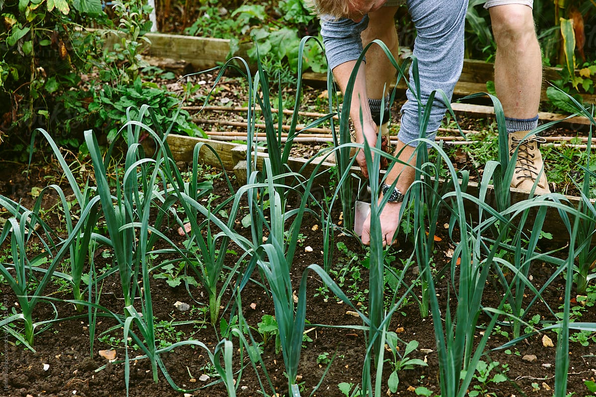 Male gardener weeding a bed of leeks in the kitchen garden.