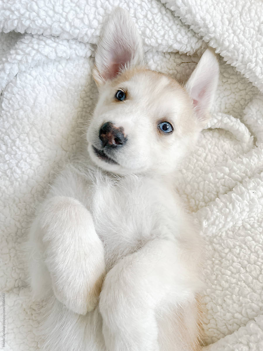 Cute puppy with blue eyes laying on back