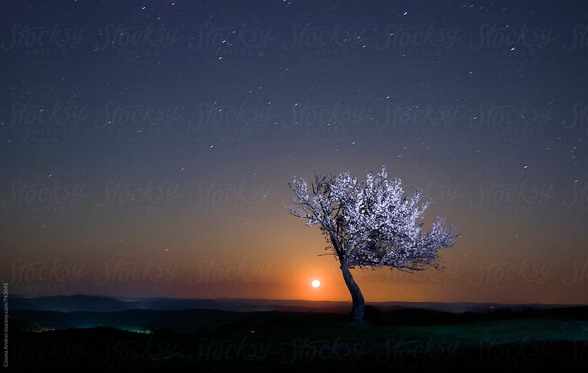 Night photography of tree in bloom at night with stars and moon
