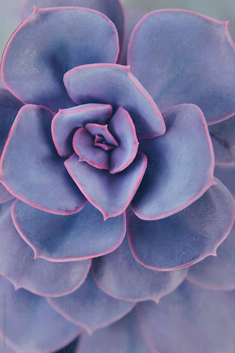 Close Up Of A Purple Pearl Variegated Echeveria Succulent By Kaat Zoetekouw Purple Succulent Stocksy United