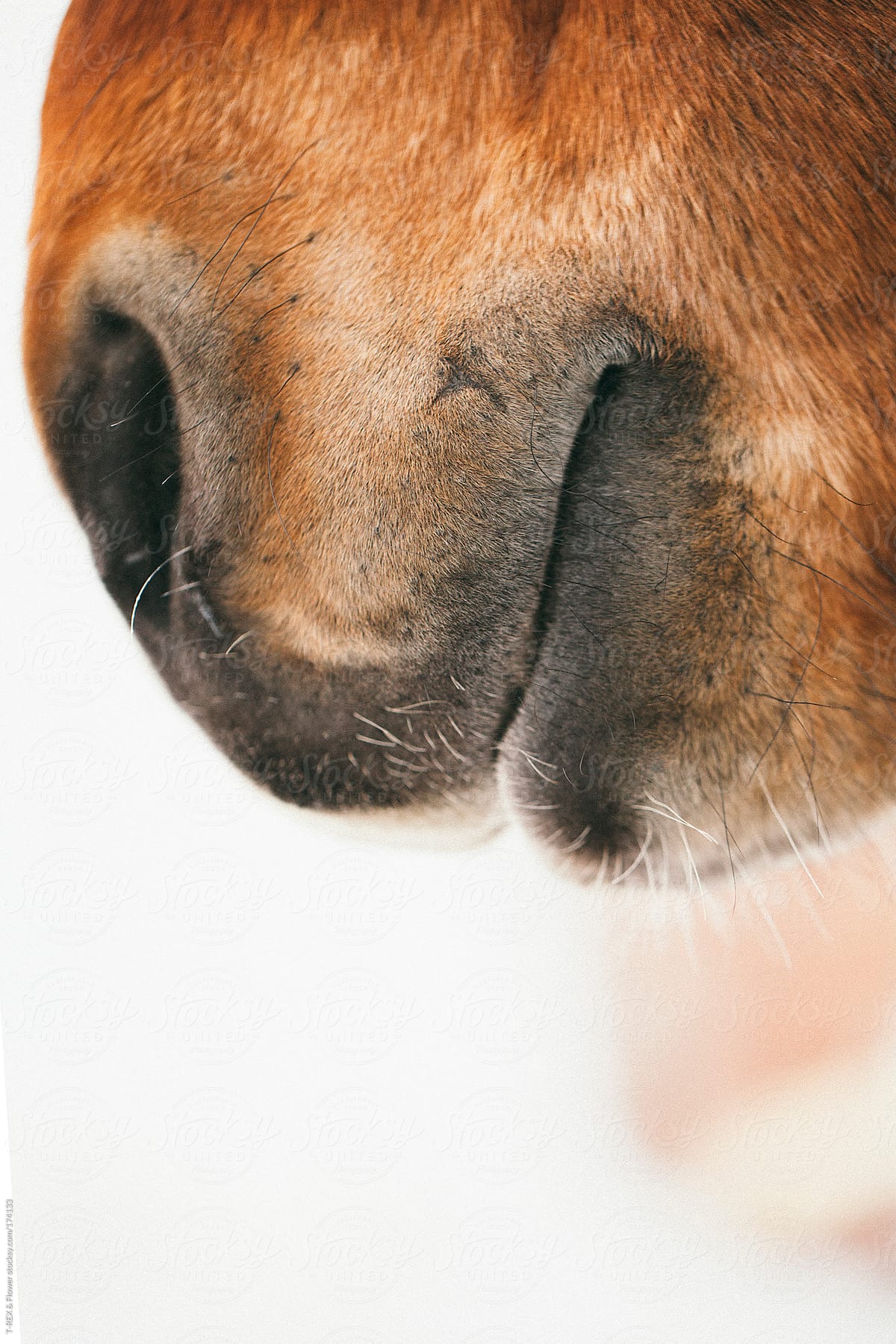The chestnut horse nose