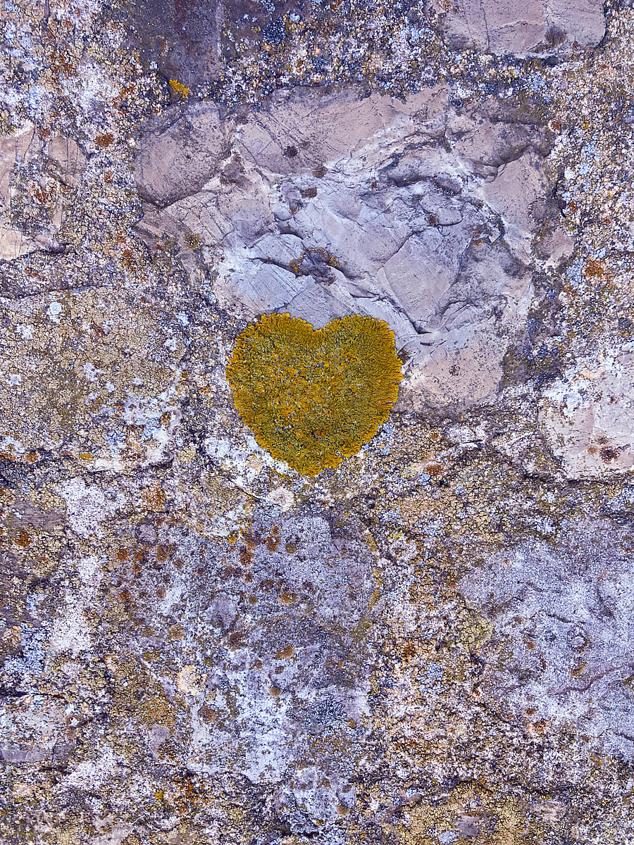 Heart shaped by fungi on the wall