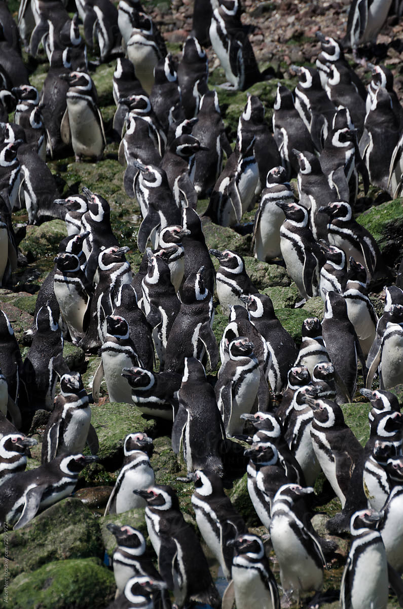 Magellanic penguins enjoying sunny weather