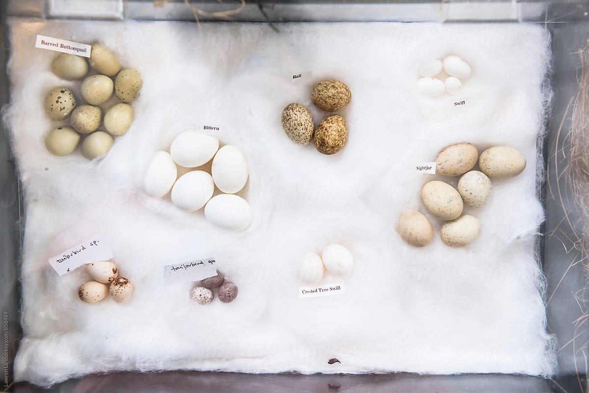 Different kinds of bird eggs with label