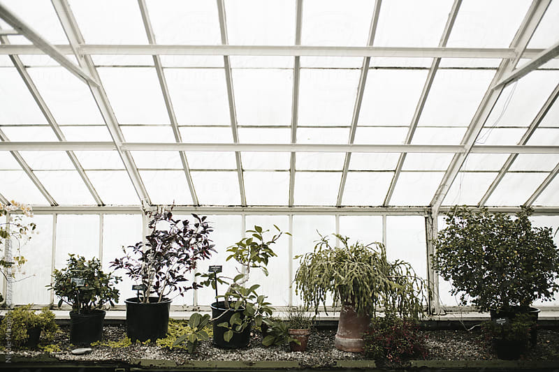 potted plants on table against greenhouse windows