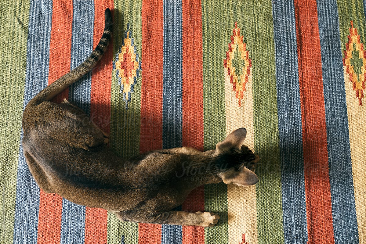 Oriental cat on colorful rug in motion