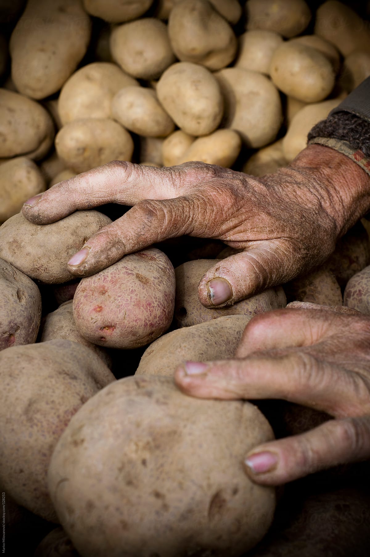 Old mans hands on potato
