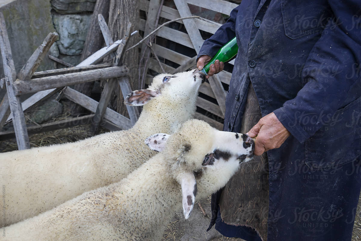 Lambs Fed Milk