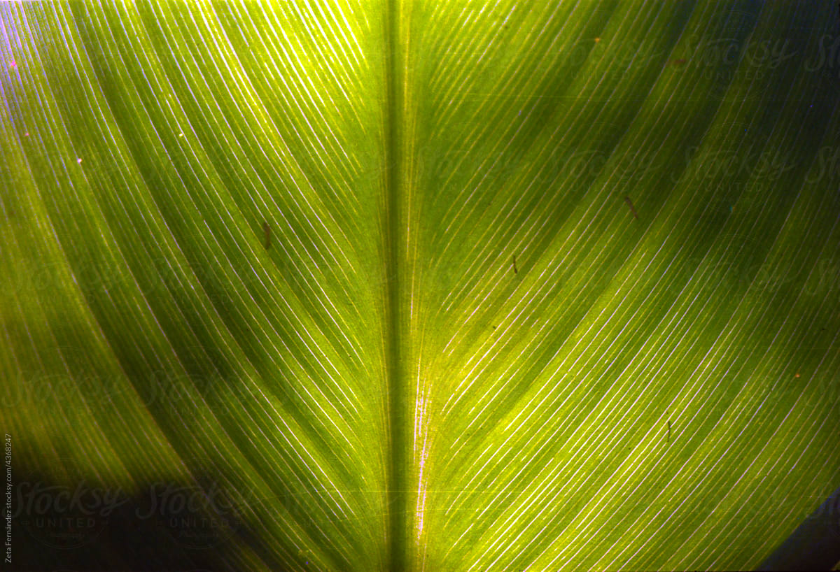 detail of a green leaf