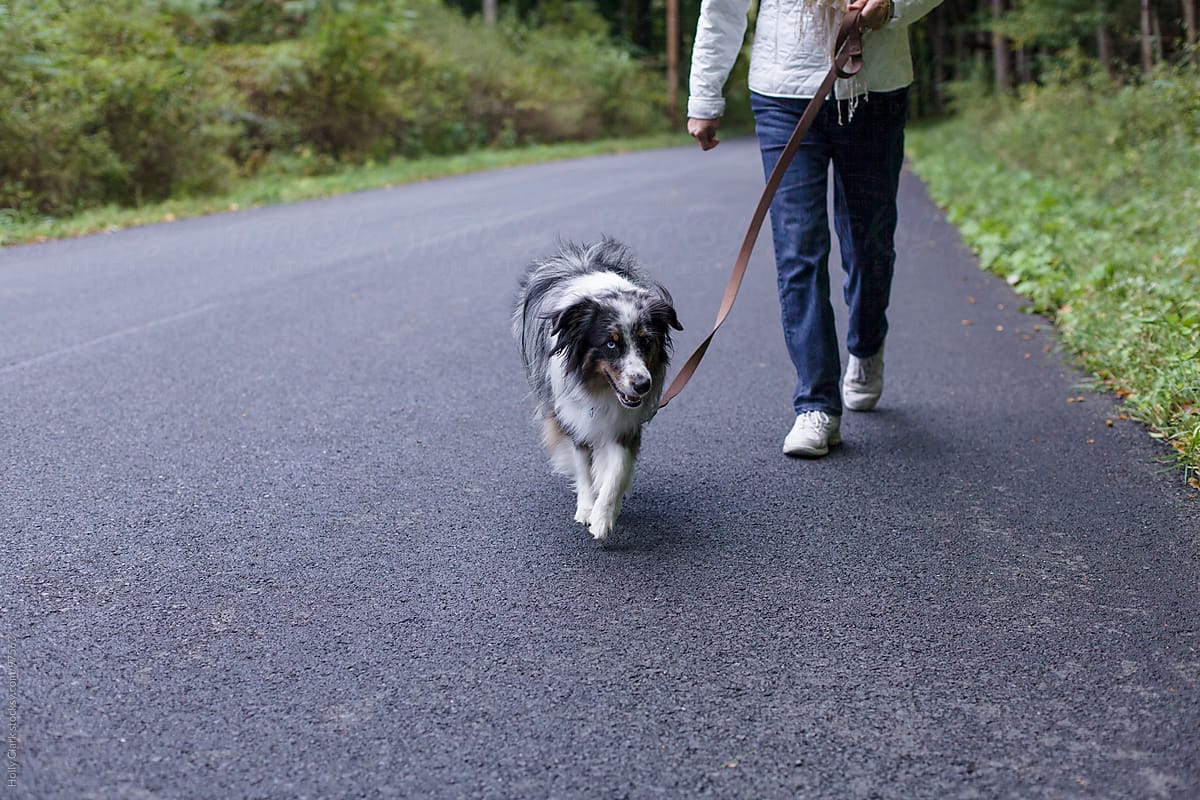 A medium sized dog on a leather leash walks in front of his owner on a rural paved road.