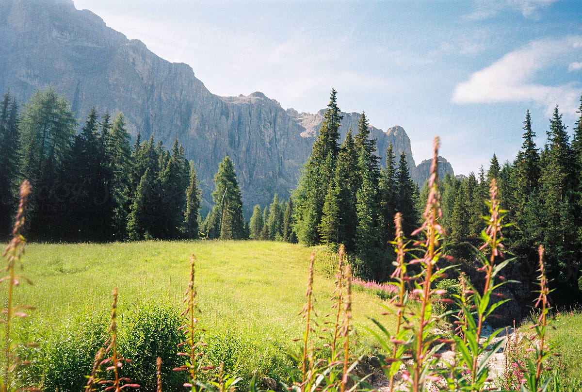 Meadow landscape in dolomites