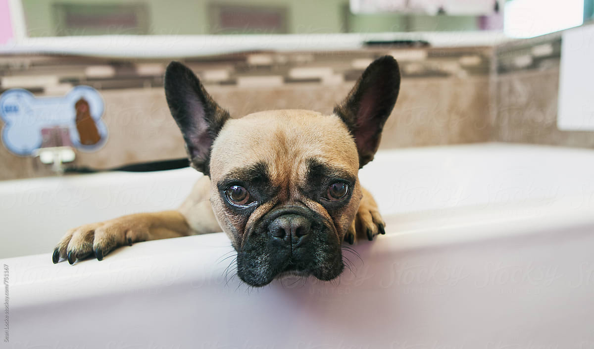 Groomer: Dog Waits In Bathtub To Be Washed