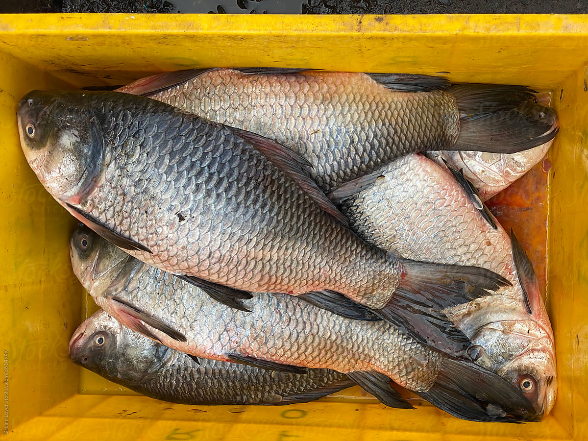 Fish piled in a market for selling to the customers