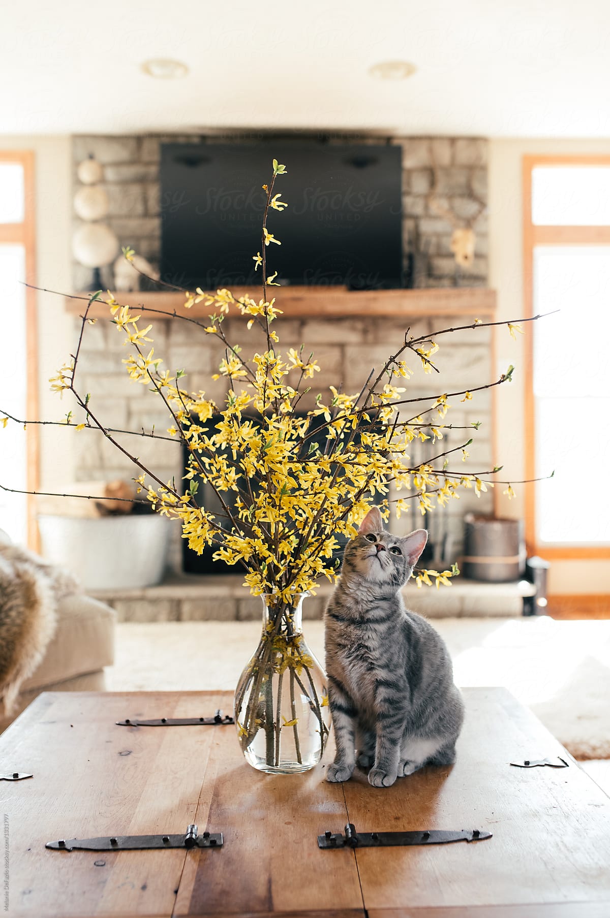 kitty and flowers