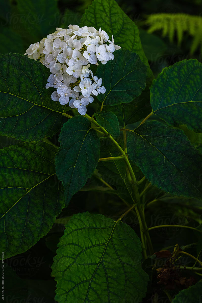white hydrangea blossom
