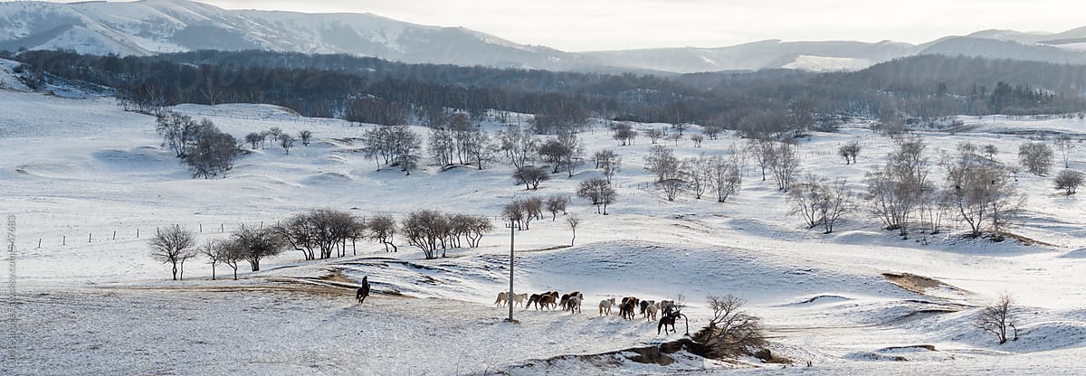 Horses on the winter meadow