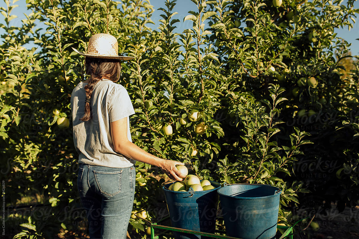 Woman Picking Apples By Stocksy Contributor Blue Collectors Stocksy 0866