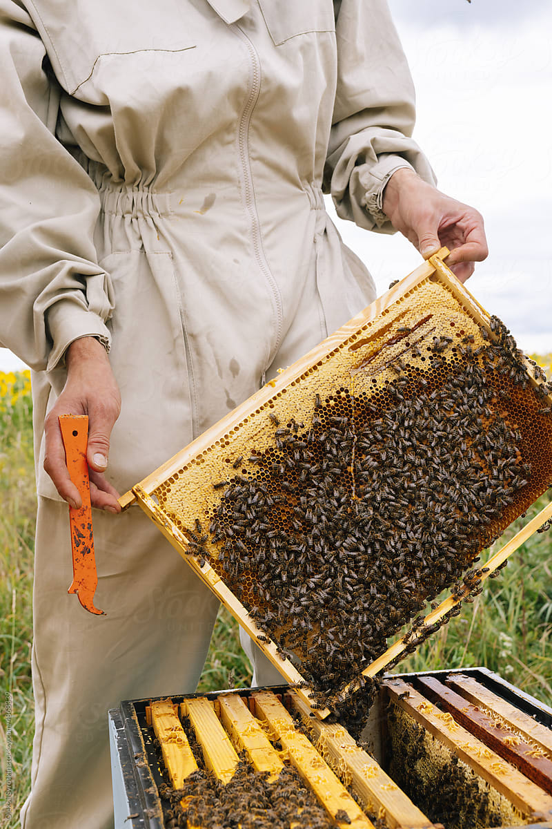 Anonymous apiarist honeycomb apiary