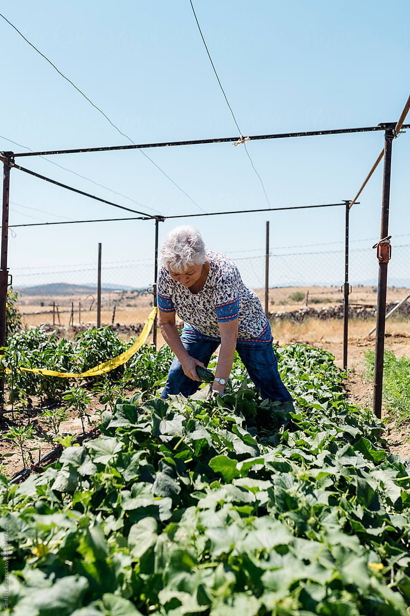 Senior woman collecting vegetables