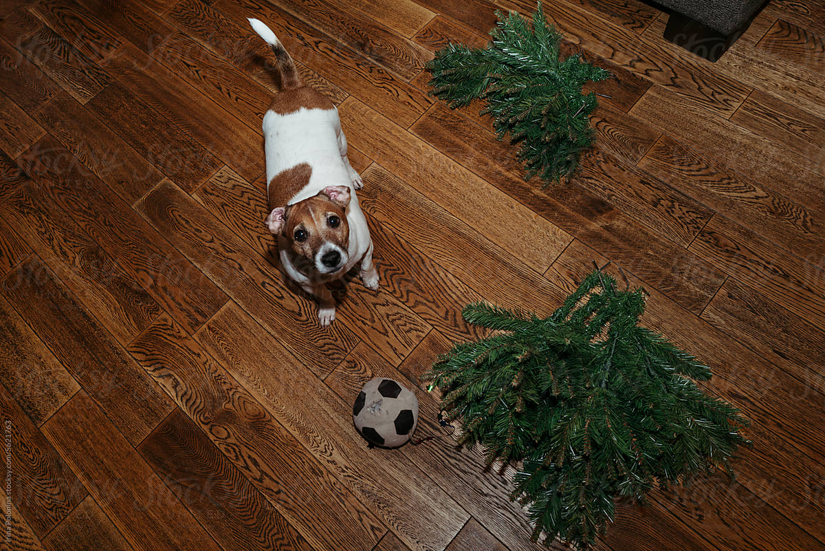 Domestic dog next Christmas decoration.