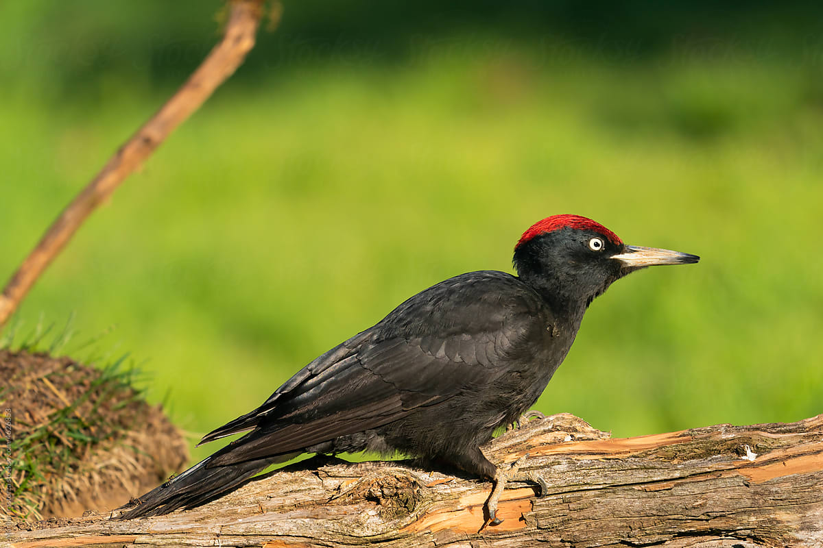Male Black Woodpecker Perched On A Tree Trunk