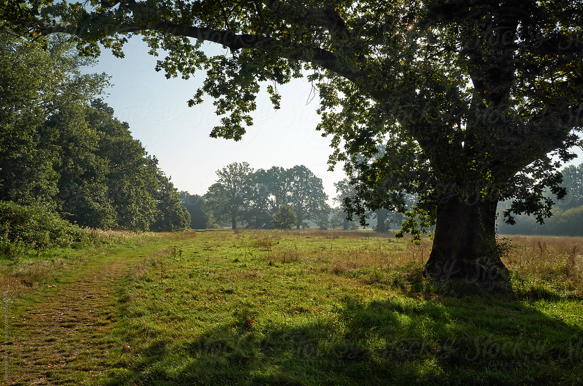 English meadow at sunrise on summers day
