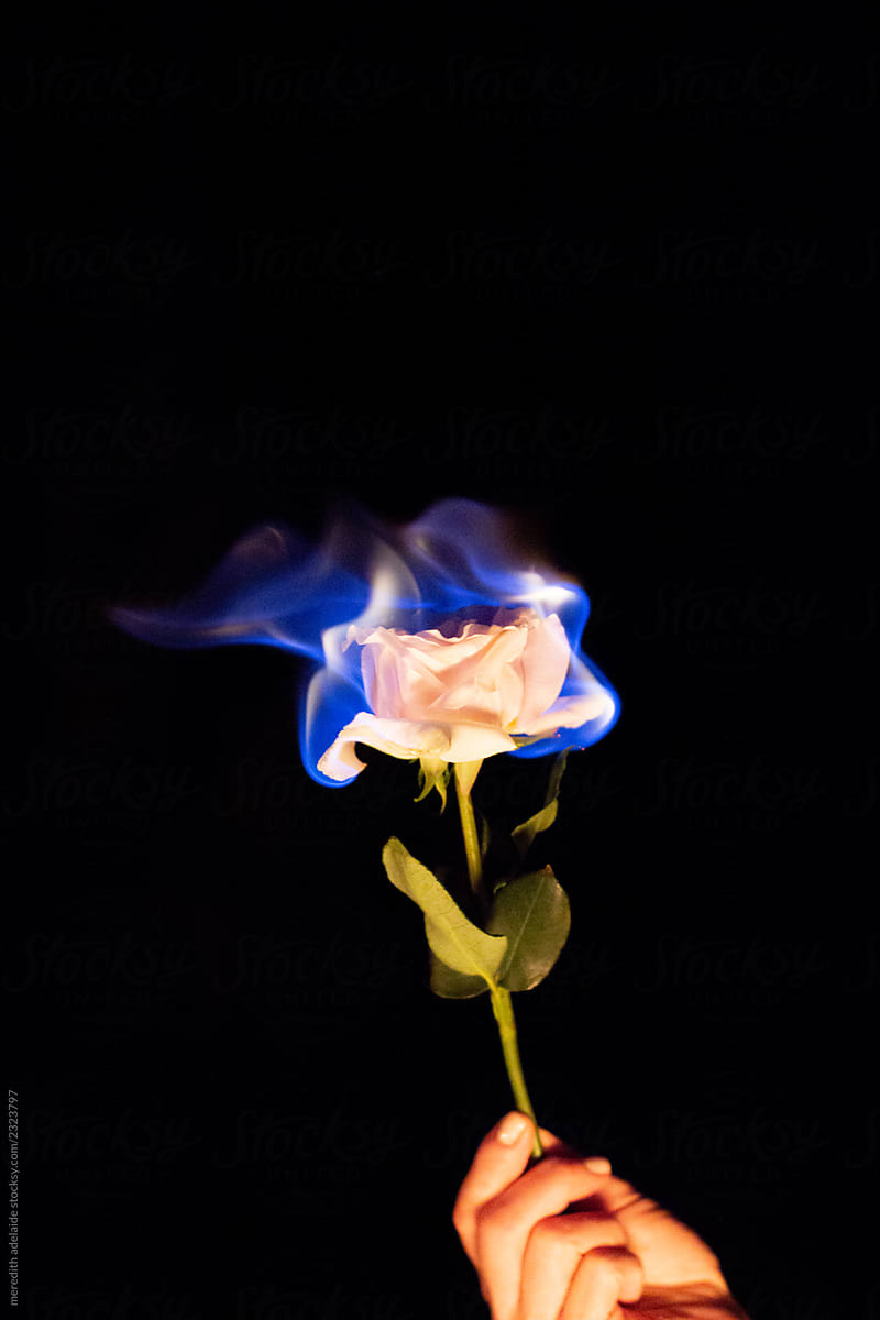 Burning Rose Blue Flame at Night