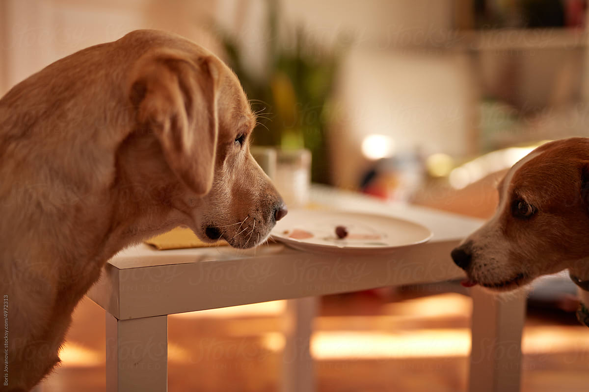 Two dogs looking at the olive on plate