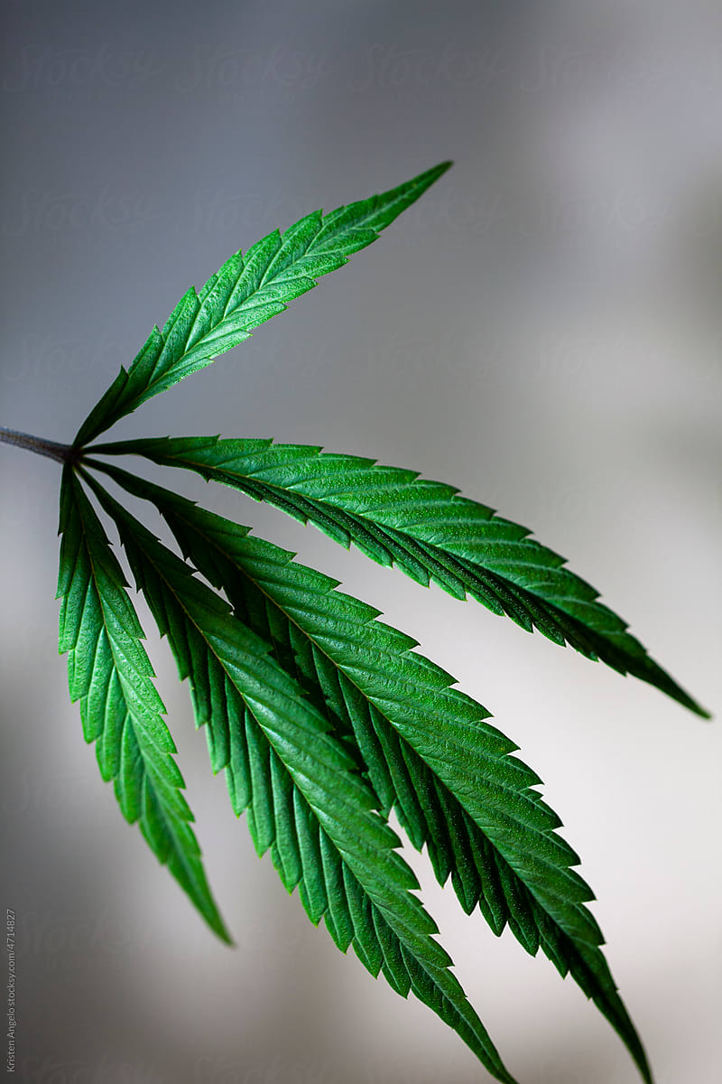 Simple green cannabis leaf close-up