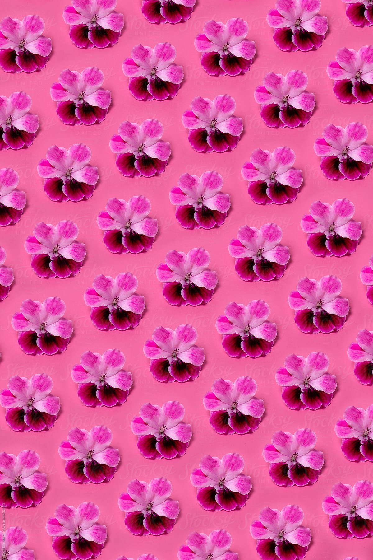 Lilac Geranium flowers background