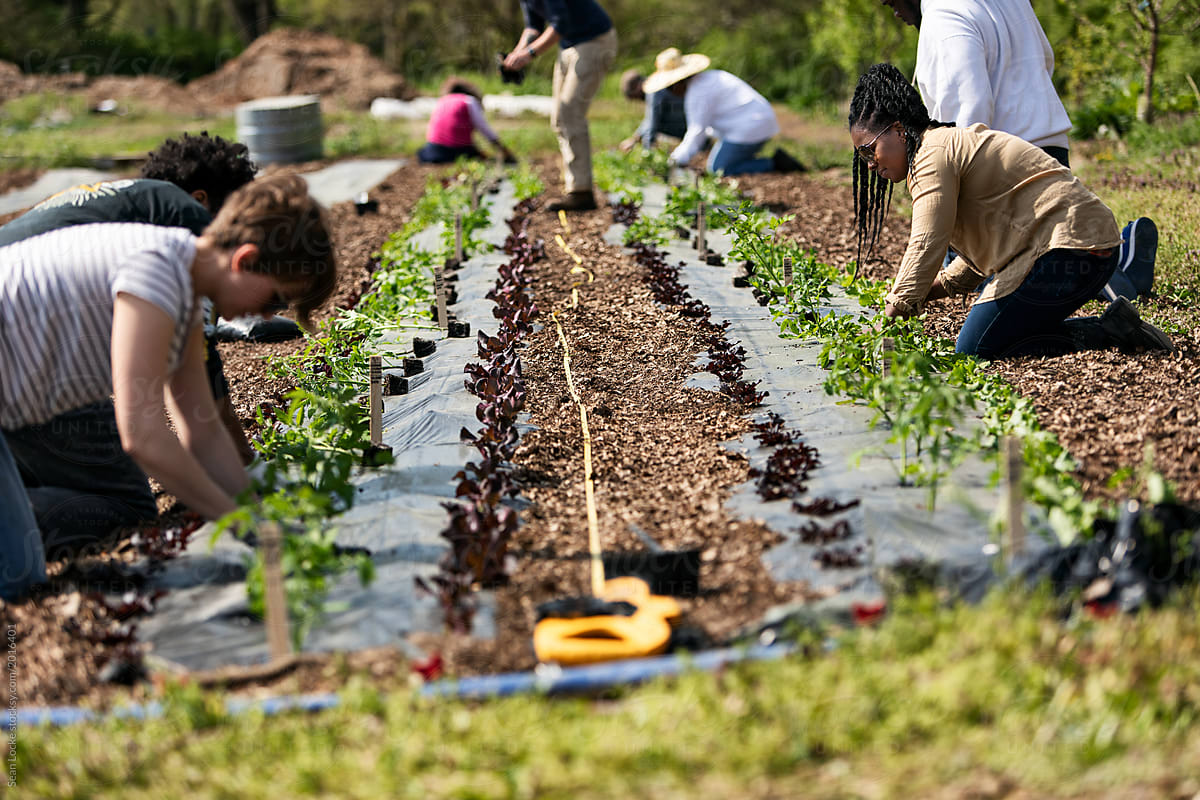 Farm: Students Learn To Companion Farm Tomato and Lettuce Plants