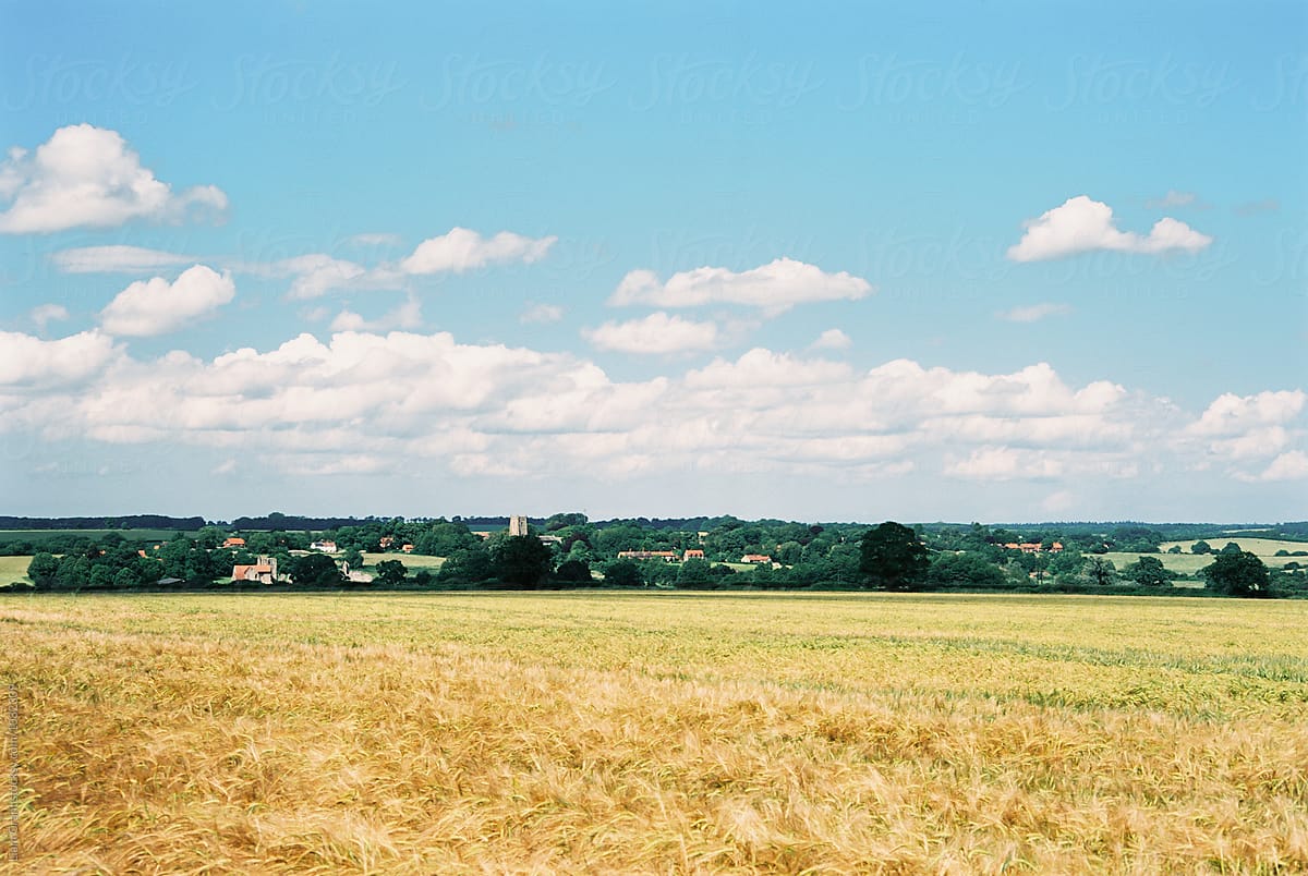 Barley field on a summer day. Castle Acre, Norfolk, UK.